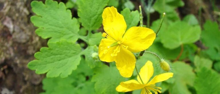 celandine for the treatment of psoriasis of the head