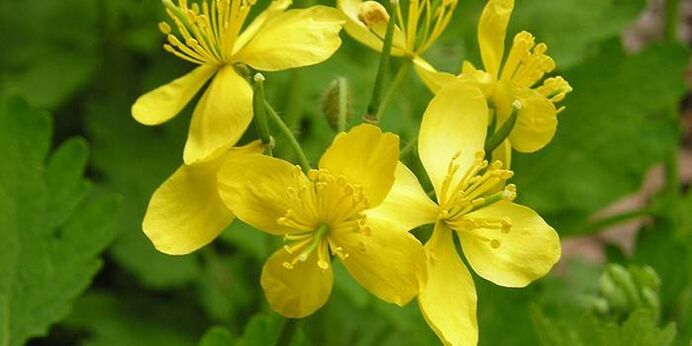 plant celandine from psoriasis on the elbows
